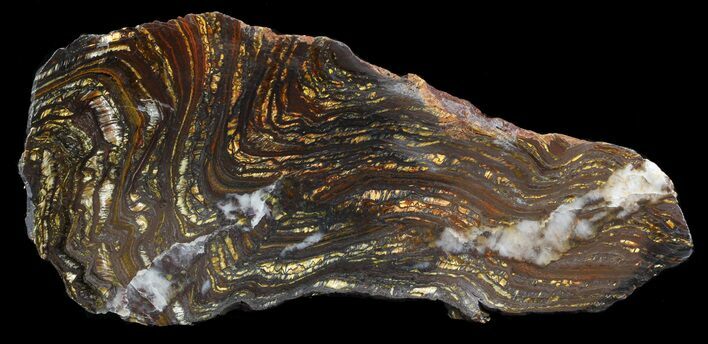 Polished Tiger Iron Stromatolite - ( Billion Years) #46641